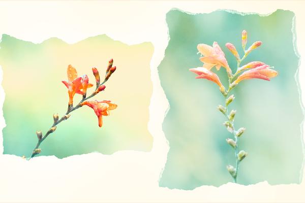 Crocosmia - Chrissie Alexander