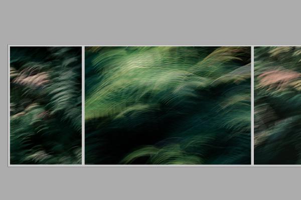 Ferns - Mark Kench