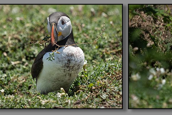 Skomer Puffins - Colin Brett