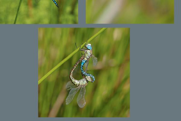 Southern Hawkers Day - Robert Farrow