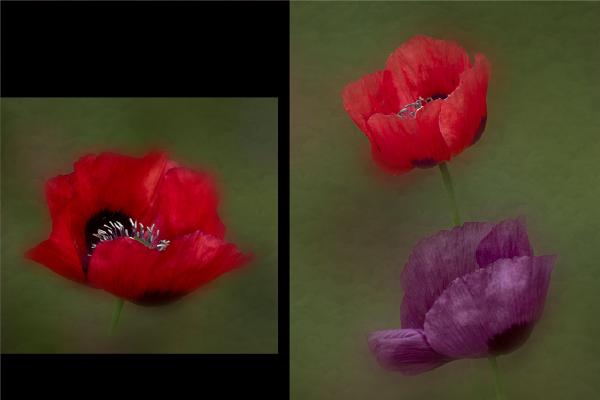 Study of Poppies - Jennifer Brett