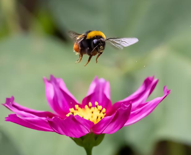 Bee departing from Cosmos - Mary Battye