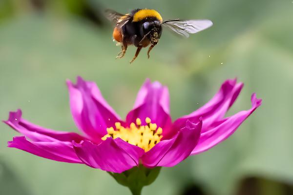 Bee departing from Cosmos - Mary Battye
