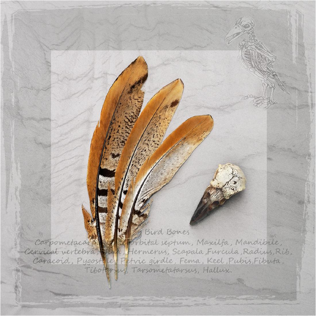 Feathers and Bones - Melvyn Frewin