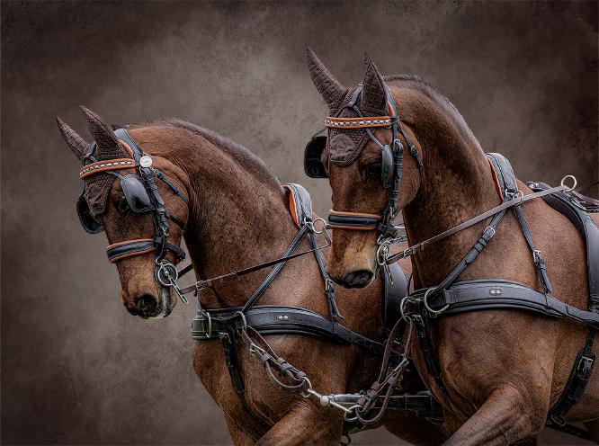 Horse Power - Chris Pugh
