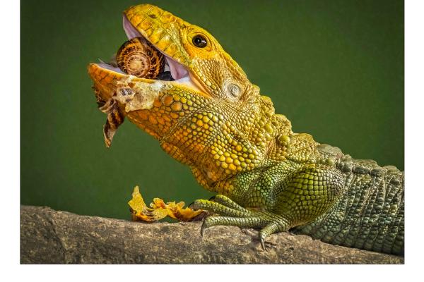 Iguana Lunchtime - Hilary Knight