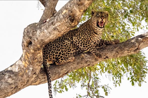 Male Leopard Guarding his Kill - Cheryl Wilkes