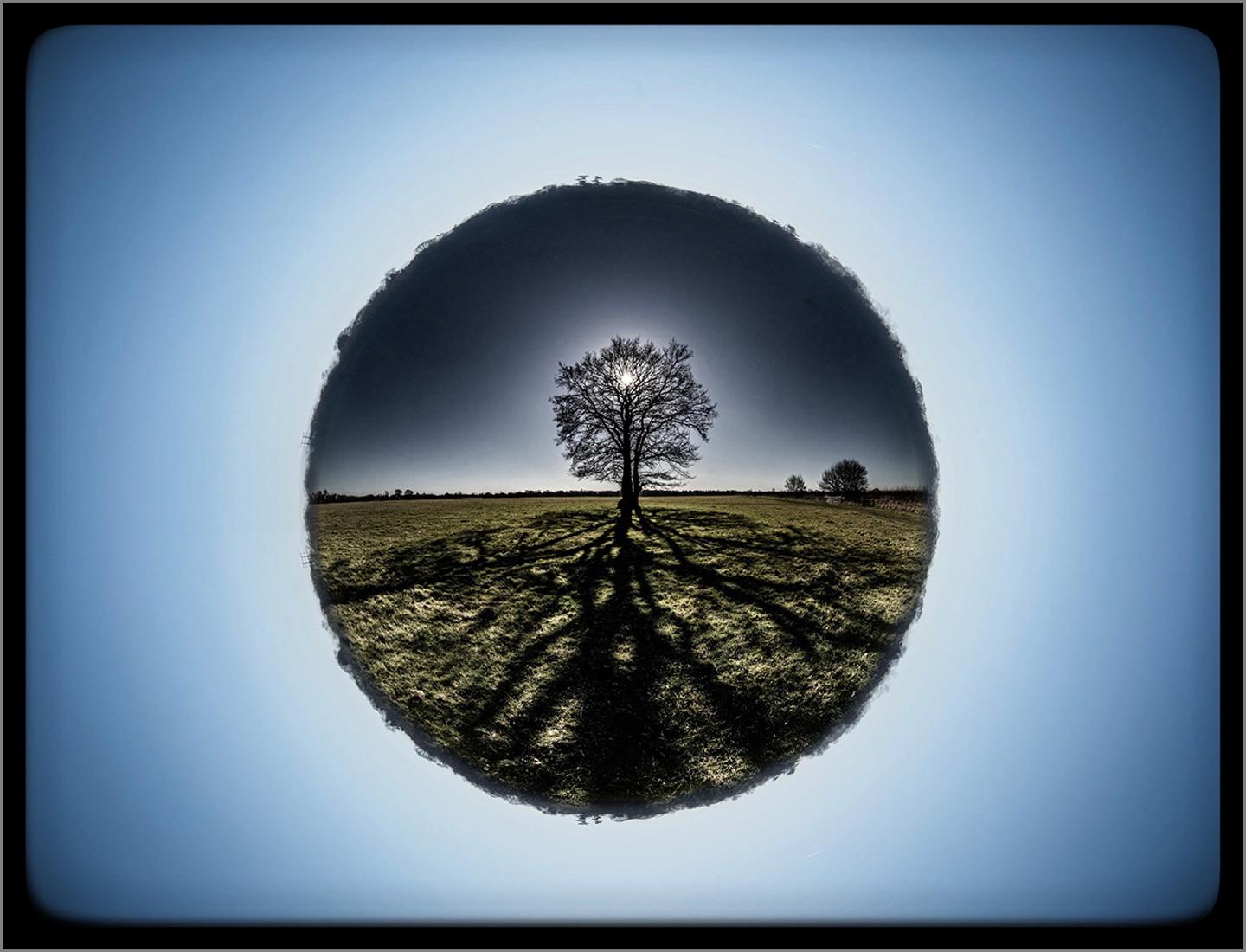 Oak Shadow - Jeff Scott