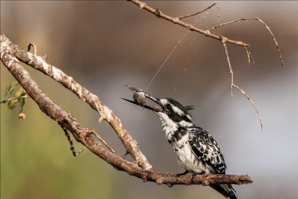 Pied Kingfisher with Fish - Cheryl Wilkes