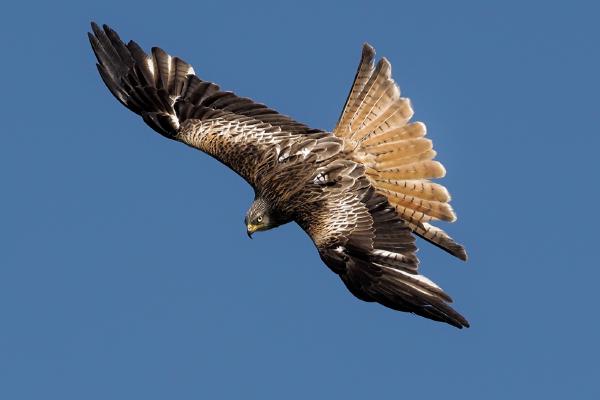 Red KIte - Chris Aldred