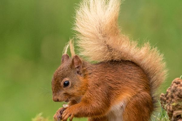 Red Squirrel feeds its face - Robert Macdonald