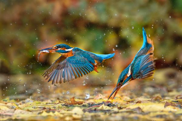 The Dive and the Catch - Derek Howes