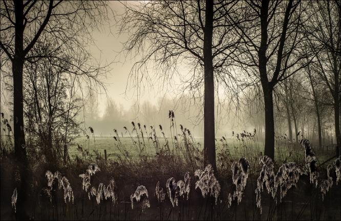 Through Winter Rushes - Roy Essery