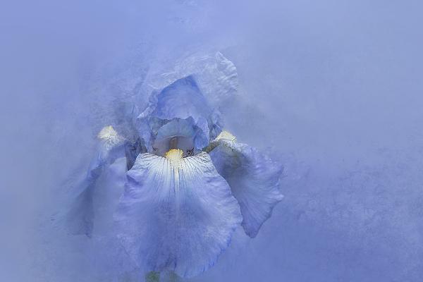 Ethereal Iris - Nesta James