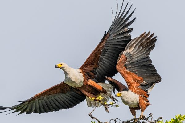 Fish Eagles Taking Flight - Cheryl Wilkes