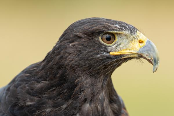 Hawk - Paul Douglas