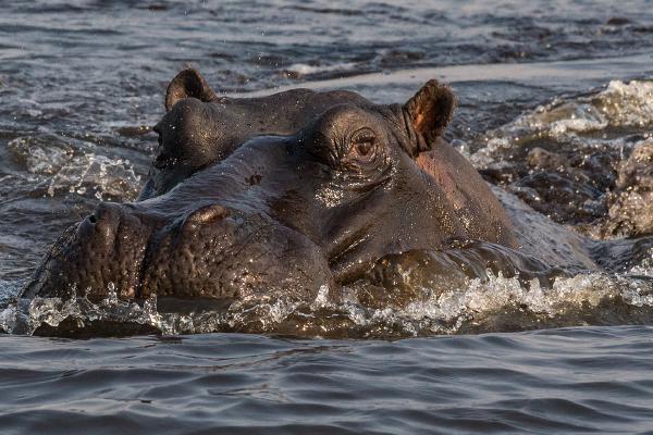Hippo giving us the eye - Robert Macdonald