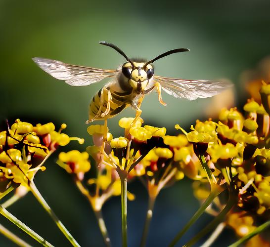 Hoverfly Above Fennel - Mary Battye