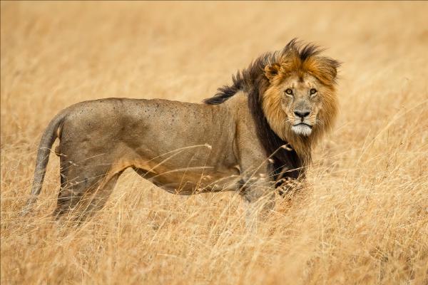 Male Lion of the Savannah - Cheryl Wilkes