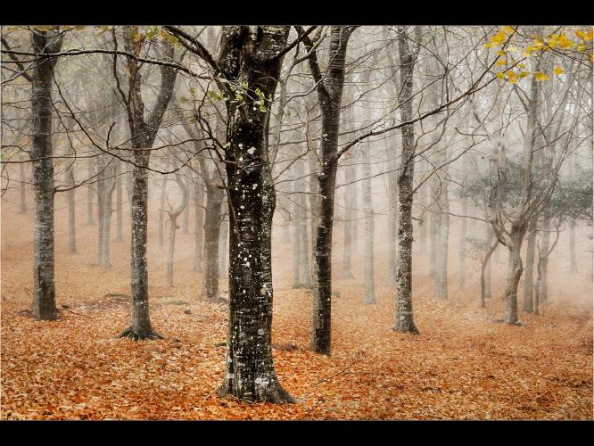 Misty Trees - Pat Frewin