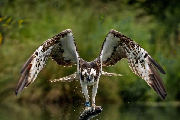 Osprey had a successful dive - Marny Macdonald