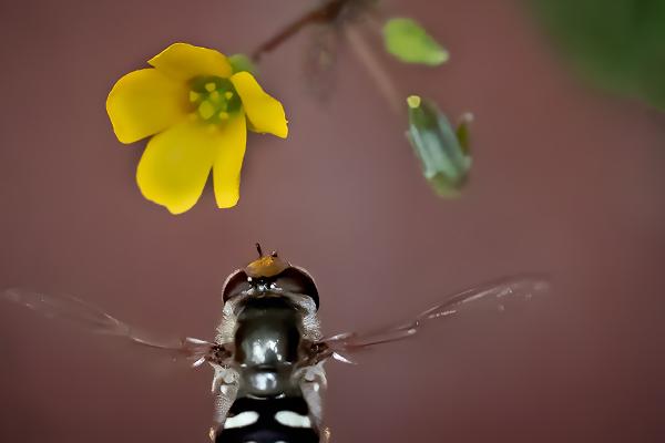 Pied Hoverfly Approaching Rocket Flower - Mary Battye