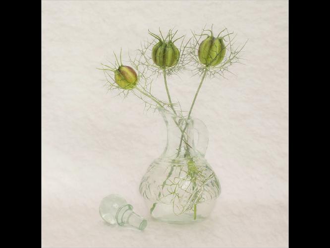 Seed Heads - Pat Frewin