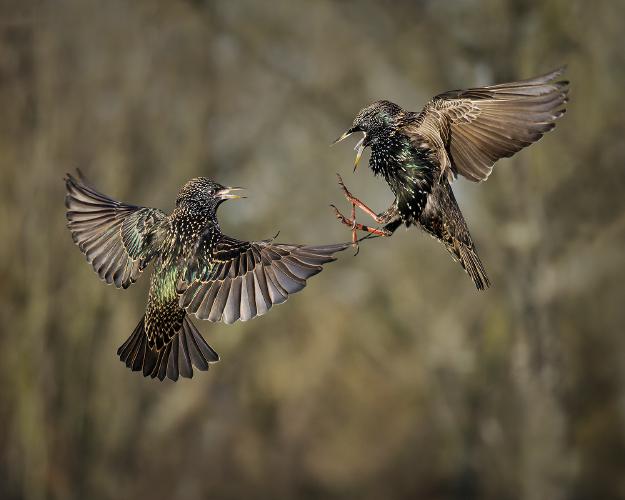 Squabbling Starlings - Chris Aldred