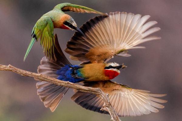 Stealing a Bee- White Fronted Bee-eaters - Derek Howes