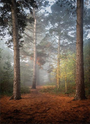 Tall Pines and Young Silver Birch - Kate Jackson