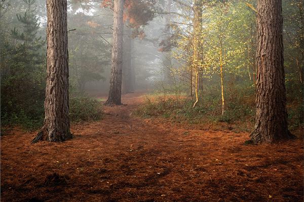 Tall Pines and Young Silver Birch - Kate Jackson