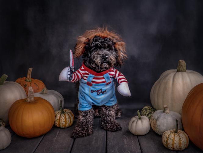 Trick or Treat - Chris Pugh
