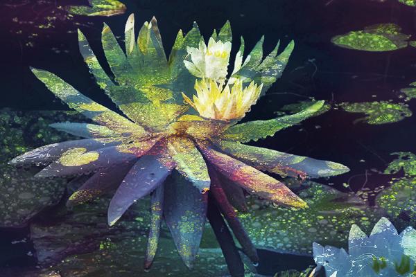 Waterlilies - Chrissie Alexander