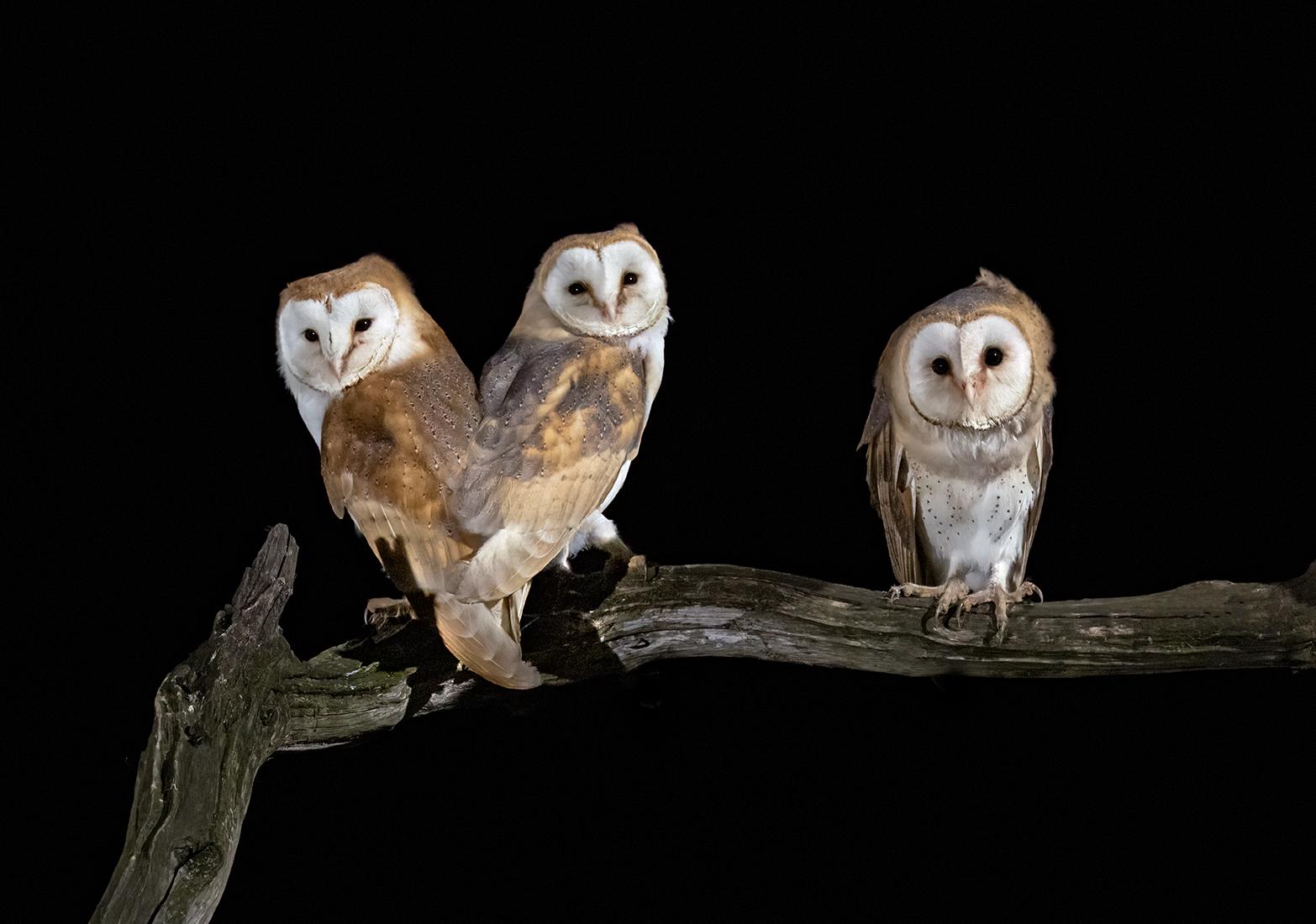 Barn Owl Family - Marny Macdonald