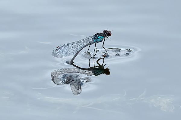 Blue Damselfly with Reflection - Chrissie Hart