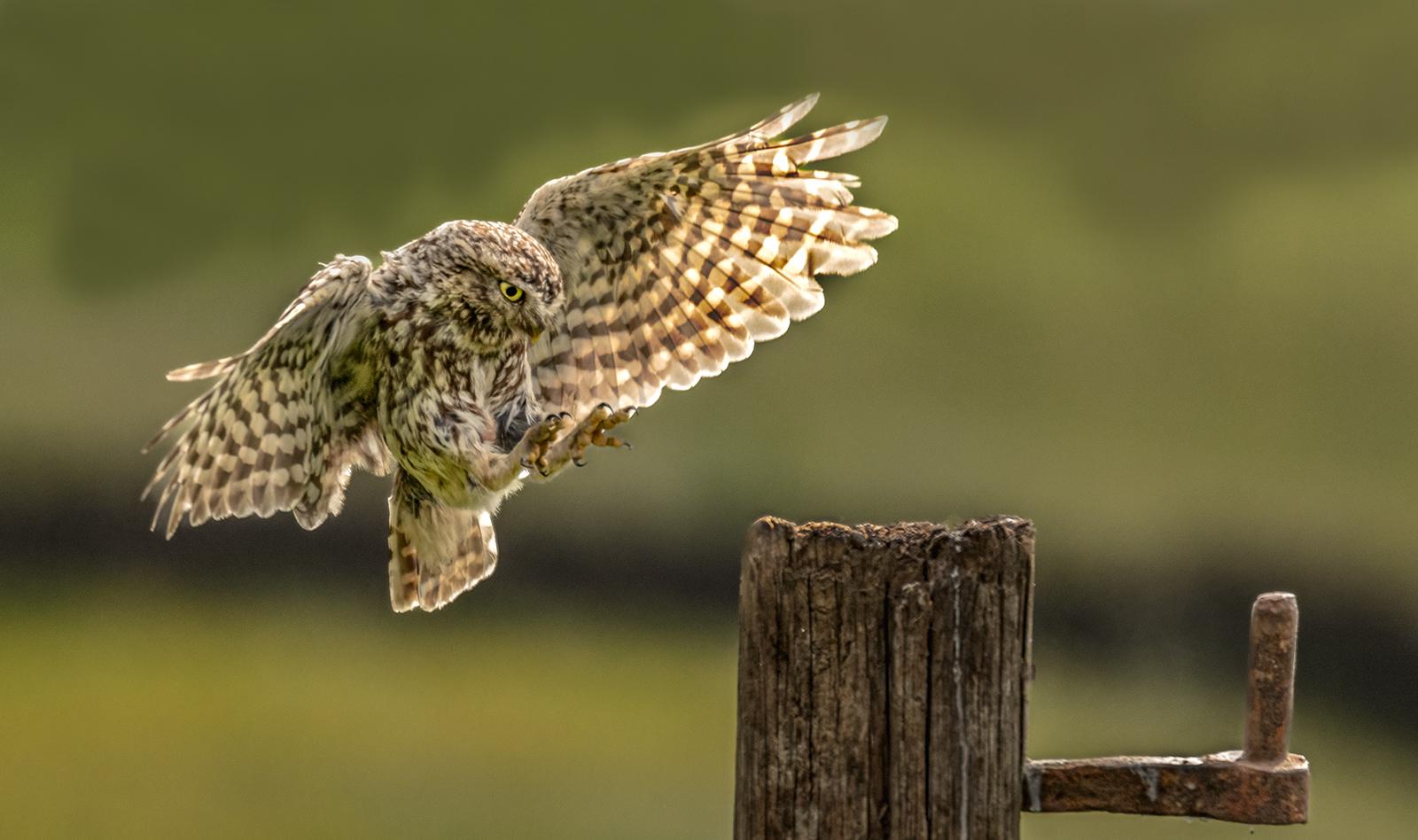 Little Owl about to land - Marny Macdonald