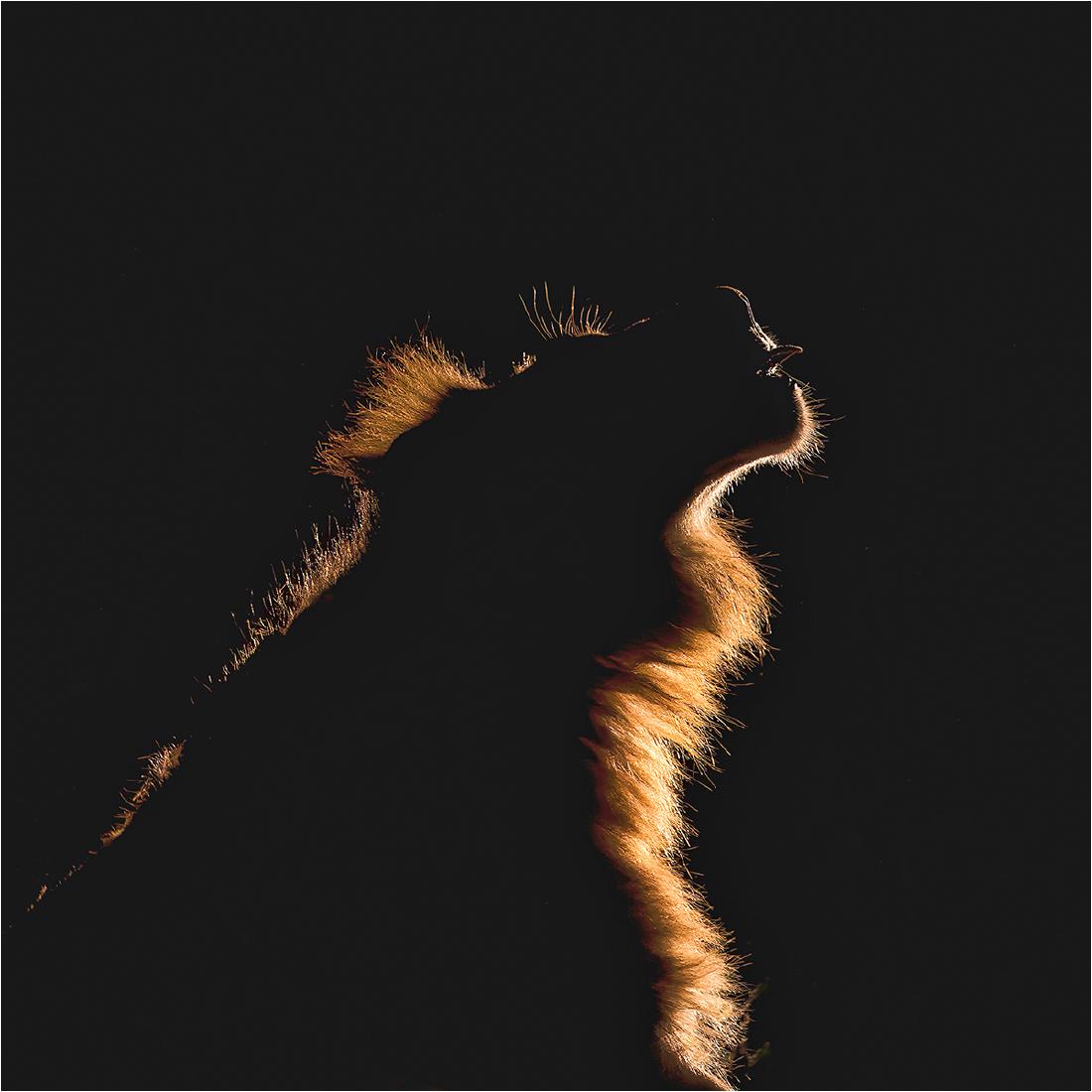 Male Lion tasting the air - Derek Howes