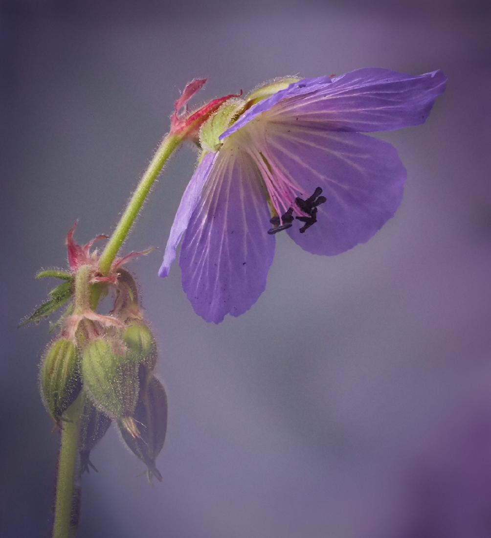Meadow Cranesbill - Mary Battye