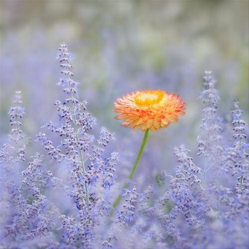 Orange and Purple at Hyde Hall - Kate Jackson