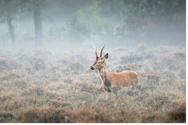 Red Deer Buck in the New Forest - Colin Brett
