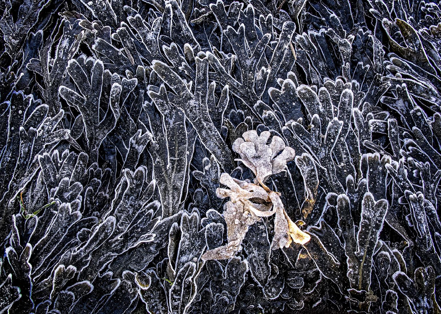 Seaweed and Frost - Colin Westgate