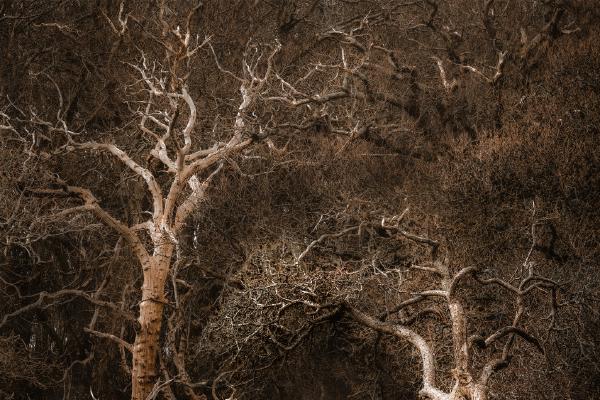 The Enchanted Forest - Shaun Hykel