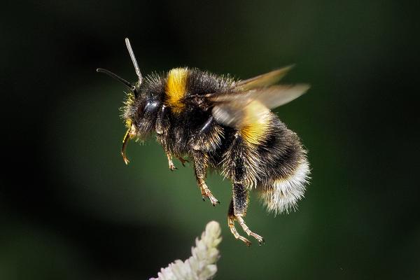 White Tailed Bumblebee - Chris Aldred