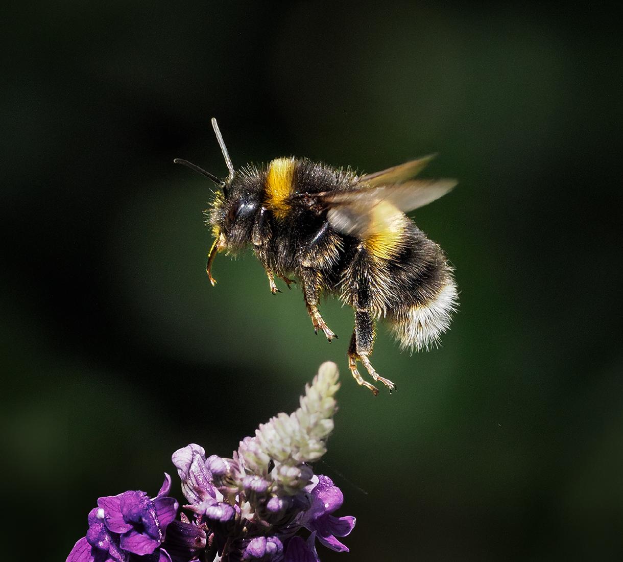 White Tailed Bumblebee - Chris Aldred