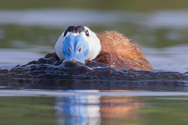 White-headed Duck bubble blowing - Derek Howes