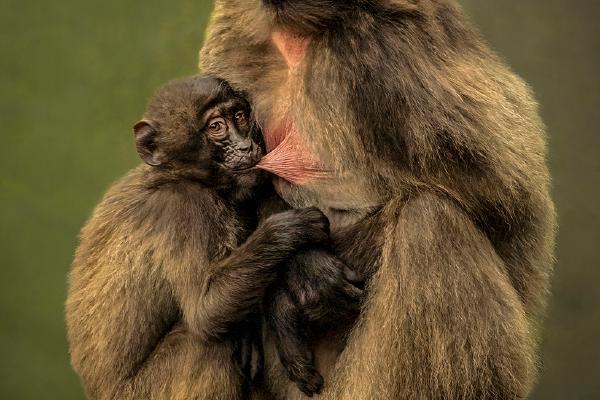 A Mothers Love - Hilary Knight