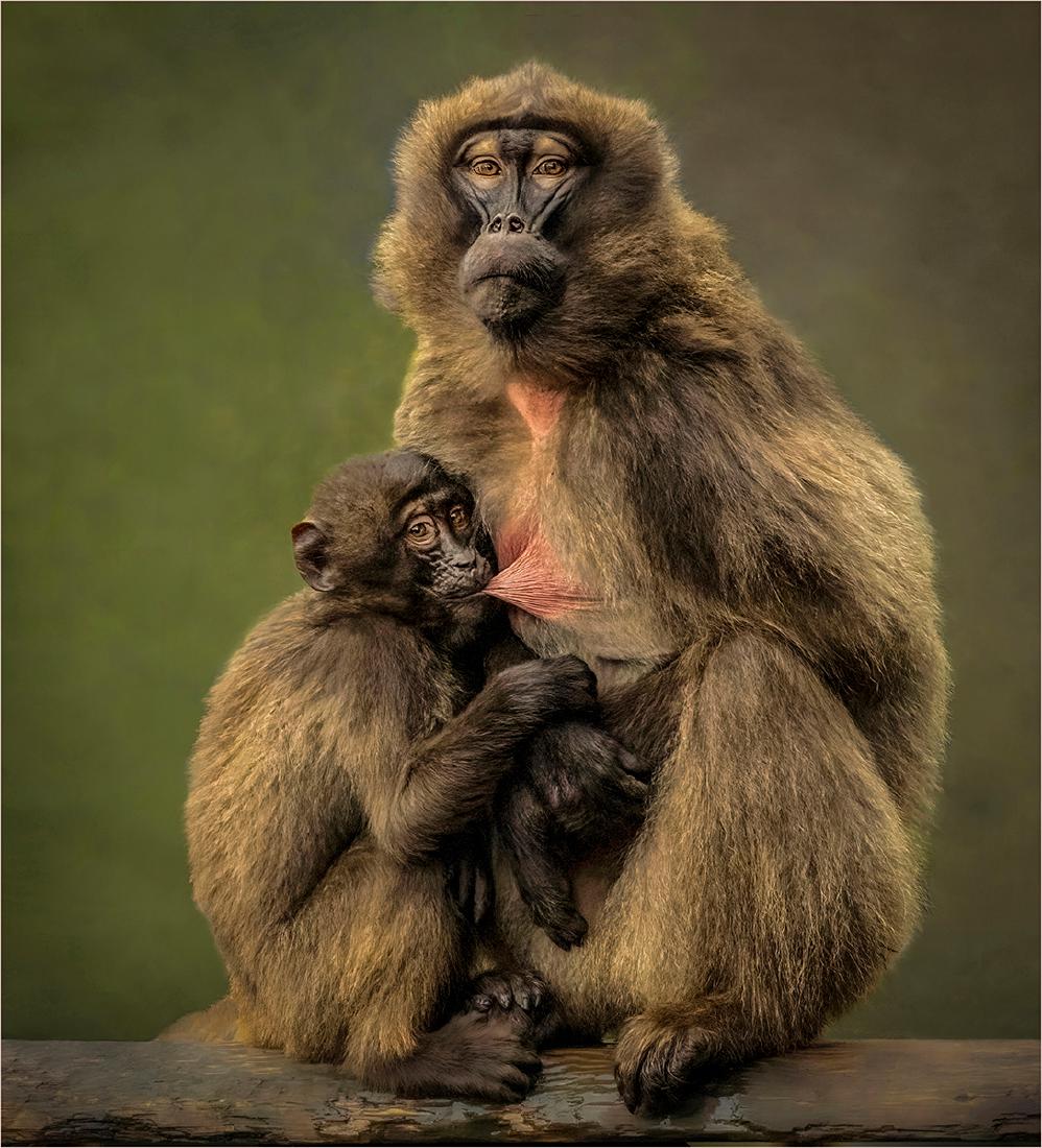 A Mothers Love - Hilary Knight