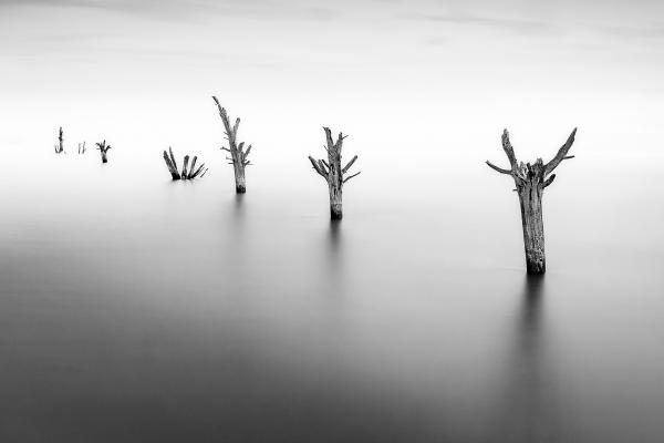 Dead Trees at High Tide - Martin Heathcote