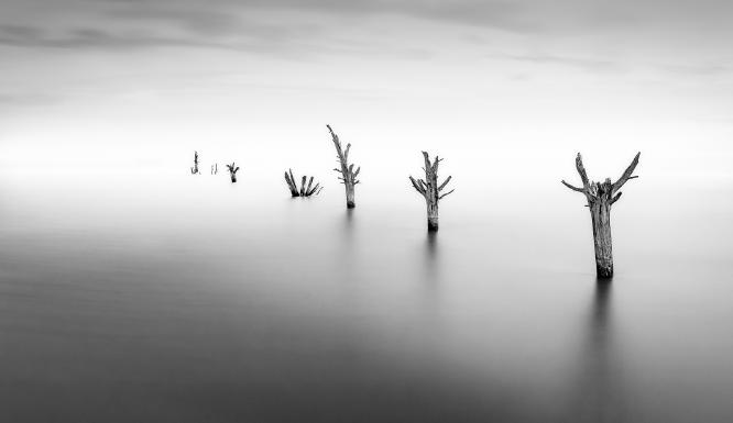 Dead Trees at High Tide - Martin Heathcote