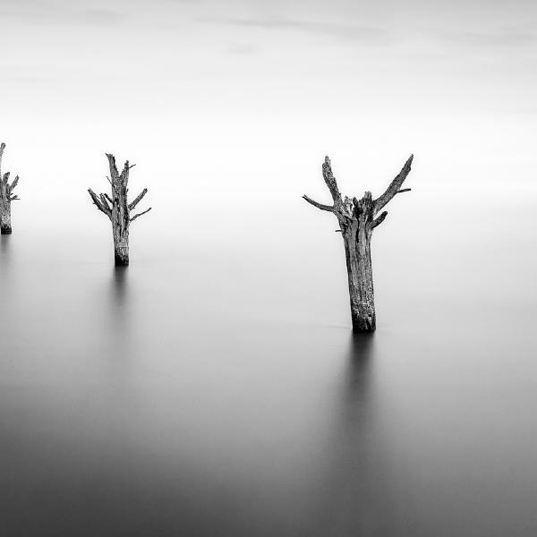 Martin Heathcote - Dead Trees at High Tide